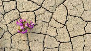 Calm in the Storm – Mental Training for Emotional Resilience
