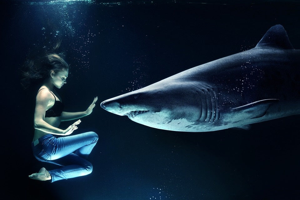 Shark Bait - Dawn Grant Mental Training & Hypnosis Meditation